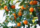INVITAN A CHARLA SOBRE "LOS FRUTALES Y NOSOTROS" EN LA UNNE