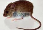 LA OMS CONFIRMÓ UN SEGUNDO CASO DE HANTAVIRUS EN EL CRUCERO