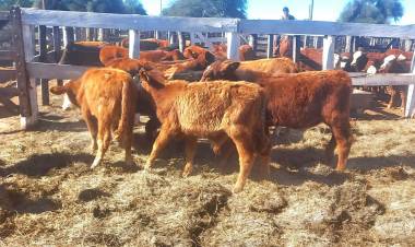 CASTELLI FUE SEDE DEL 12° REMATE GANADERO ASISTIDO PARA PEQUEÑOS PRODUCTORES