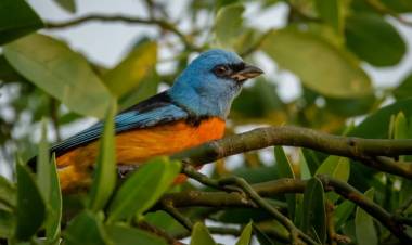 EL IMPENETRABLE EXPONE AL MUNDO SU GRAN DIVERSIDAD DE AVES