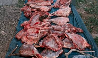 INTERCEPTAN A CAZADORES CON ARMAS, CARNE FAENADA Y ASTAS