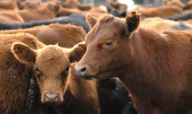 LA FAENA VACUNA CAYÓ AL NIVEL MÁS BAJO EN DÉCADAS Y EL CONSUMO DE CARNE POR HABITANTE SIGUE EN DESCENSO
