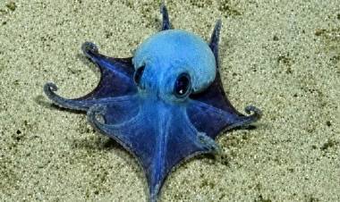 DESCUBREN NUEVA ESPECIE DE DIMINUTO PULPO AZUL EN LAS ISLAS GALÁPAGOS