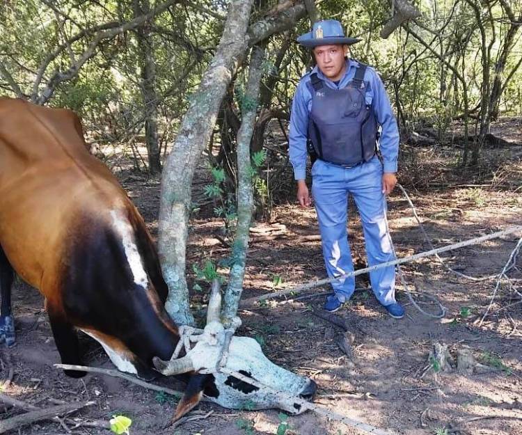 SE LLEVARON UNA VACA DE SU CAMPO, PERO LOS RURALES NO TARDARON EN ENCONTRARLA