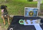INCAUTAN MARIHUANA EN COLECTIVO DE LARGA DISTANCIA