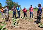 GRAL. SAN MARTÍN: PRODUCCIÓN EVALÚA DAÑOS POR GRANIZO EN CULTIVOS E INFRAESTRUCTURA