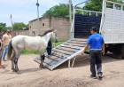 TRACCIÓN A SANGRE CERO: UN EQUINO PARTICIPÓ DE UN SINIESTRO VIAL Y SU DUEÑO FUE RÁPIDAMENTE DETENIDO