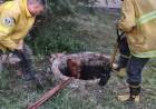 VILLA ÁNGELA: RESCATARON A UN EQUINO QUE CAYÓ EN UN POZO