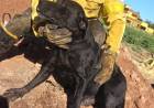 VILLA ÁNGELA: BOMBEROS RESCATAN UN PERRO QUE CAYÓ EN UN POZO DE TRES METROS