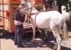 JUNTO A LA FUNDACIÓN LIBERA, SALVARON OTRA CABALLO VÍCTIMA DE LA EXPLOTACIÓN ANIMAL