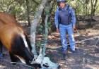 SE LLEVARON UNA VACA DE SU CAMPO, PERO LOS RURALES NO TARDARON EN ENCONTRARLA