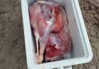 VILLA ÁNGELA: SECUESTRAN ARMAS Y ANIMAL FAENADO EN OPERATIVO RURAL