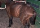 VILLA ÁNGELA: OPERATIVOS RURALES: SECUESTRAN ARMAS, EQUIPOS DE CAZA Y ANIMALES SUELTOS