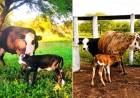 NACIERON DOS TERNERAS MEDIANTE INSEMINACIÓN ARTIFICIAL EN ESCUELA AGROPECUARIA DE QUITILIPI