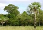 FORESTALES: "ES SOLO UN ARMA JUDICIAL PARA IMPEDIR EL DESARROLLO DE PROYECTOS PRODUCTIVOS"