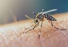DENGUE: LAS RECOMENDACIONES DEL MINISTERIO DE SALUD PARA PREVENIR EL CONTAGIO