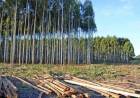 LA SUSPENSIÓN DE LA LEY DE BOSQUES PONE EN RIESGO A 40 MIL FAMILIAS, SEGÚN FECHACO