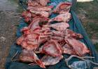 INTERCEPTAN A CAZADORES CON ARMAS, CARNE FAENADA Y ASTAS