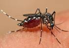 PIDEN EXTREMAR CUIDADOS Y REFORZAR ACCIONES CONTRA EL DENGUE