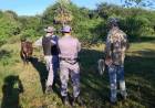 RECUPERARON UNA MULA ROBADA TRAS SEGUIR RASTROS EN LA ZONA DE LAS PALMAS