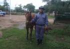 RECUPERAN EQUINOS ROBADOS EN GENERAL PINEDO Y RESCATAN A UNA YEGUA POR MALTRATO EN VILLA ÁNGELA