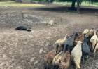 DEVASTADOR ATAQUE EN EL CAMPO: PUMA MATÓ DECENAS DE OVEJAS EN TRES ISLETAS