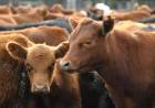 LA FAENA VACUNA CAYÓ AL NIVEL MÁS BAJO EN DÉCADAS Y EL CONSUMO DE CARNE POR HABITANTE SIGUE EN DESCENSO