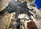 SECUESTRAN CARNE DE DUDOSA PROCEDENCIA Y ELEMENTOS VINCULADOS A UNA FAENA CLANDESTINA