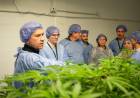 HISTÓRICO: LA EMPRESA CHAQUEÑA CANNAFIS EXPORTARÁ CANNABIS SATIVA 100 % MEDICINAL A NUEVA ZELANDA