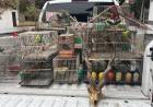VENDÍAN FAUNA SILVESTRE POR REDES SOCIALES Y FUERON CAPTURADOS