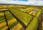 EL ARROZ DE CORRIENTES EN ALERTA: TEMEN QUE EL REGRESO DE EL NIÑO REPITA PÉRDIDAS HISTÓRICAS