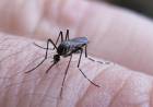FIEBRE CHIKUNGUNYA: SE MANTIENE EL DESCENSO DE CASOS
