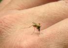 FIEBRE CHIKUNGUNYA: SE NOTIFICARON 13 NUEVOS CASOS