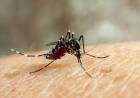 FIEBRE CHIKUNGUNYA: SE NOTIFICARON 51 NUEVOS CASOS