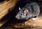 CHILE EN ALERTA SANITARIA POR LA LETALIDAD DEL HANTAVIRUS