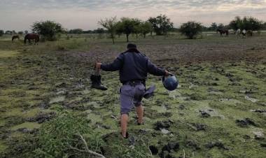 FUERON DETENIDOS POR FAENAR UN VACUNO Y COMERIALIZARLO