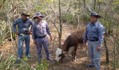 TRAS RASTRILLAJES RECUPERAN UN ANIMAL BOVINO
