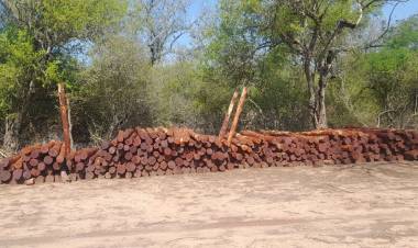 ILEGALMENTE CORTADOS: MILLONARIO RECUPERO DE POSTES, POR PARTE DE LA DIRECCIÓN DE BOSQUES