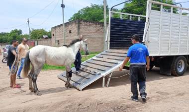 TRACCIÓN A SANGRE CERO: UN EQUINO PARTICIPÓ DE UN SINIESTRO VIAL Y SU DUEÑO FUE RÁPIDAMENTE DETENIDO