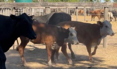 INCAUTARON MÁS DE 100 BOVINOS EN UNA IMPORTANTE CAUSA DE ABIGEATO Y AHORA BUSCAN A SUS DUEÑOS