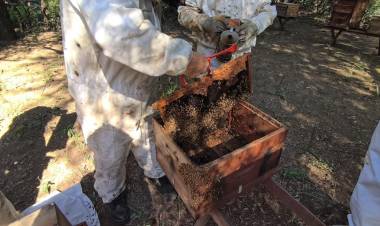 GRAN NOTICIA: CHACO LIDERA LA PRODUCCIÓN DE MIEL ORGÁNICA EN LA ARGENTINA