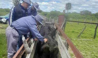 VILLA ÁNGELA: RECUPERAN VACAS ROBADAS EN COLONIA LA VIRUELA