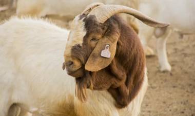 LA CRISIS TAMBIÉN GOLPEA A LAS FIESTAS POPULARES: SUSPENDEN LA FIESTA DEL CHIVO