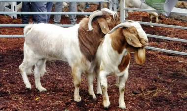 LA FIESTA PROVINCIAL DEL CHIVO NO SE HARÁ ESTE AÑO Y QUEDARÍA PARA MARZO DE 2026