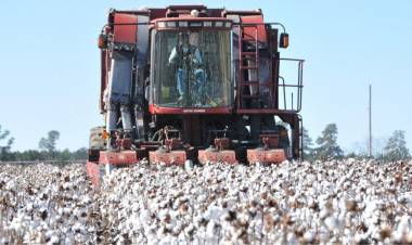 SE LANZÓ LA LÍNEA DE CRÉDITO “NBCH + SEMILLAS” PARA PRODUCTORES ALGODONEROS