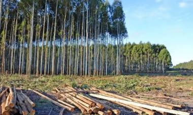 LA SUSPENSIÓN DE LA LEY DE BOSQUES PONE EN RIESGO A 40 MIL FAMILIAS, SEGÚN FECHACO