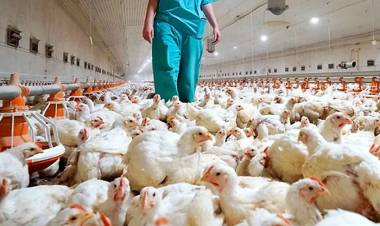 CONFIRMAN NUEVO CASO DE GRIPE AVIAR Y RECOMIENDAN A PRODUCTORES REFORZAR MEDIDAS SANITARIAS
