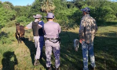 RECUPERARON UNA MULA ROBADA TRAS SEGUIR RASTROS EN LA ZONA DE LAS PALMAS