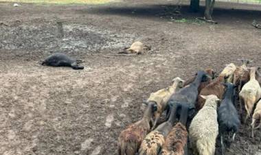 DEVASTADOR ATAQUE EN EL CAMPO: PUMA MATÓ DECENAS DE OVEJAS EN TRES ISLETAS