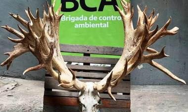 PAGÓ US$40.000 Y CAZÓ UN CIERVO COLORADO EN UN COTO ILEGAL EN ENTRE RÍOS: HALLAN 50 TROFEOS DE CAZA